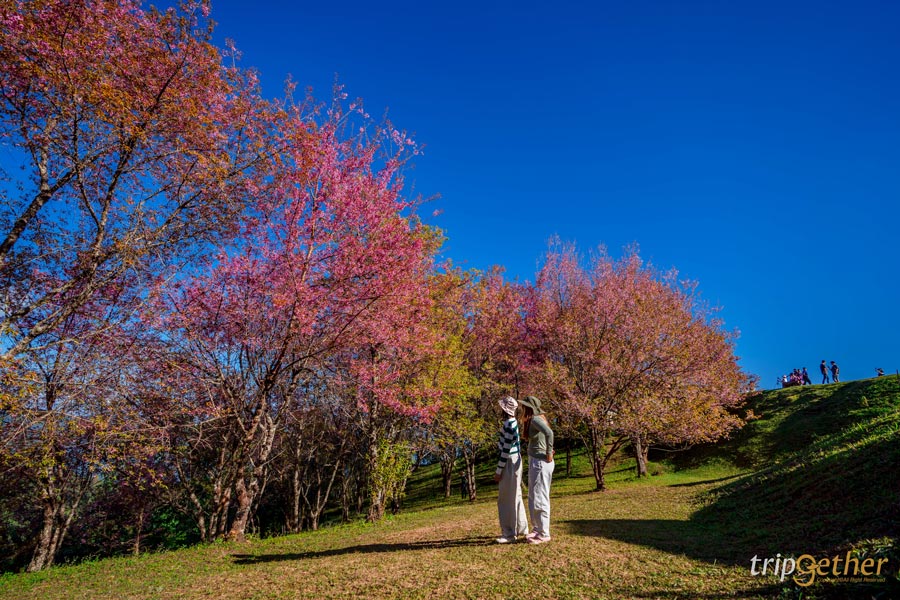จุดกางเต็นท์ในอุทยานภาคเหนือ