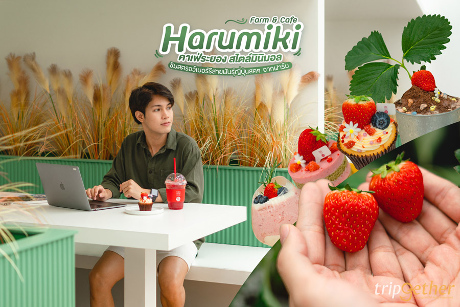 Harumiki Farm & Cafe คาเฟ่ระยอง สไตล์มินิมอล ชิมสตรอว์เบอร์รีสายพันธุ์ญี่ปุ่นสดๆ จากฟาร์ม