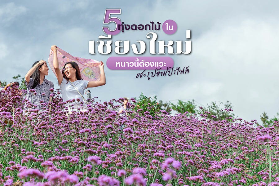 5 ทุ่งดอกไม้ในเชียงใหม่ หนาวนี้ต้องแวะแชะรูปอัพโปรไฟล์ ให้โลกสดใสด้วยดอกไม้บาน