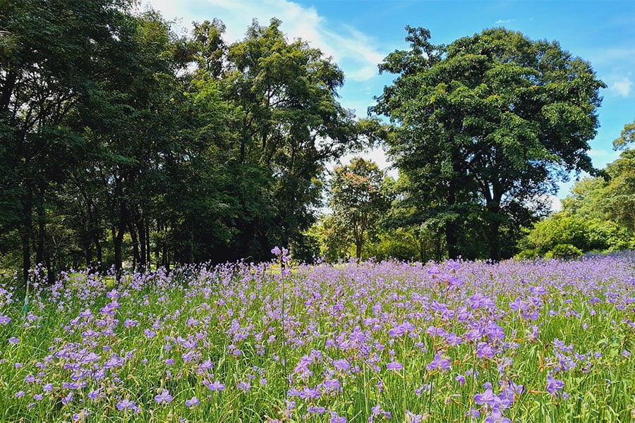 ทุ่งดอกไม้