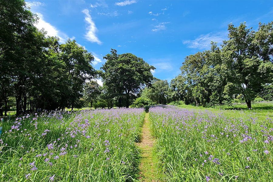 ทุ่งดอกไม้