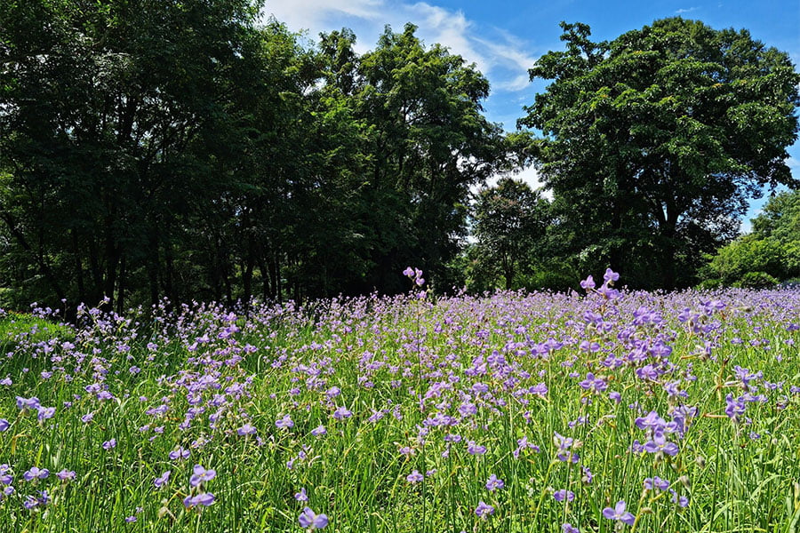 ทุ่งดอกไม้ใกล้กรุง