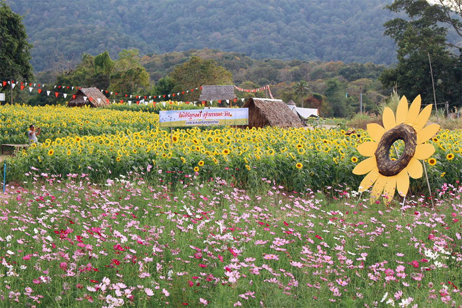 ทุ่งดอกไม้ใกล้กรุง