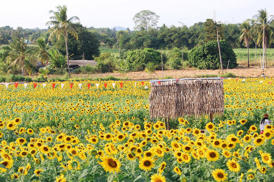 ทุ่งดอกไม้ใกล้กรุง