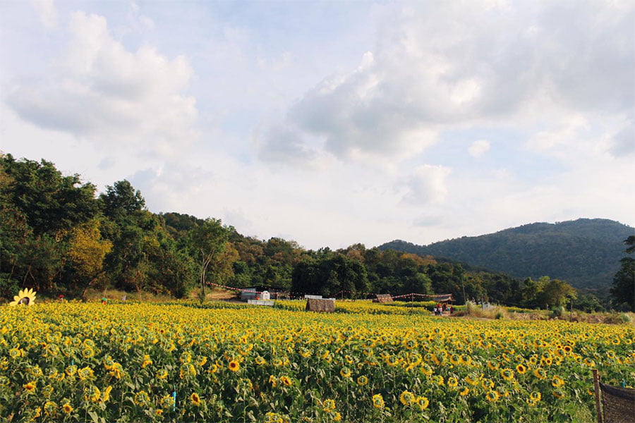 สวนดอกไม้ใกล้กรุง