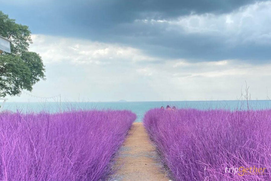 สวนดอกไม้ริมทะเล