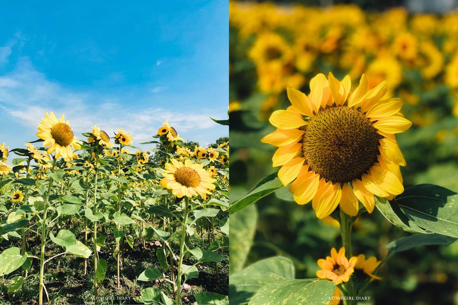 สวนดอกไม้ใกล้กรุง