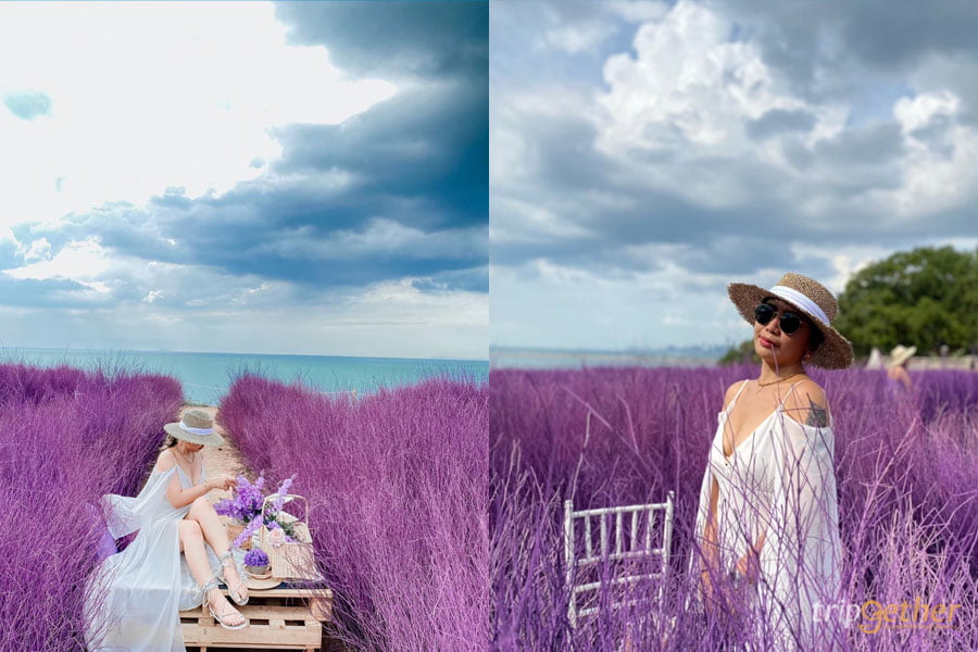 สวนดอกไม้ริมทะเล