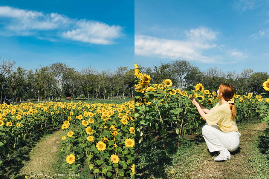 สวนดอกไม้ใกล้กรุง