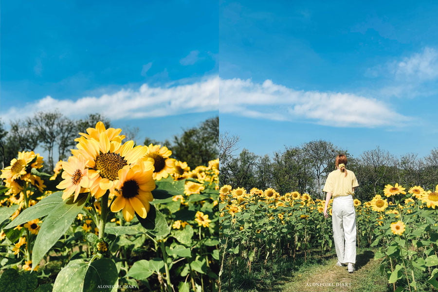 ทุ่งทานตะวัน