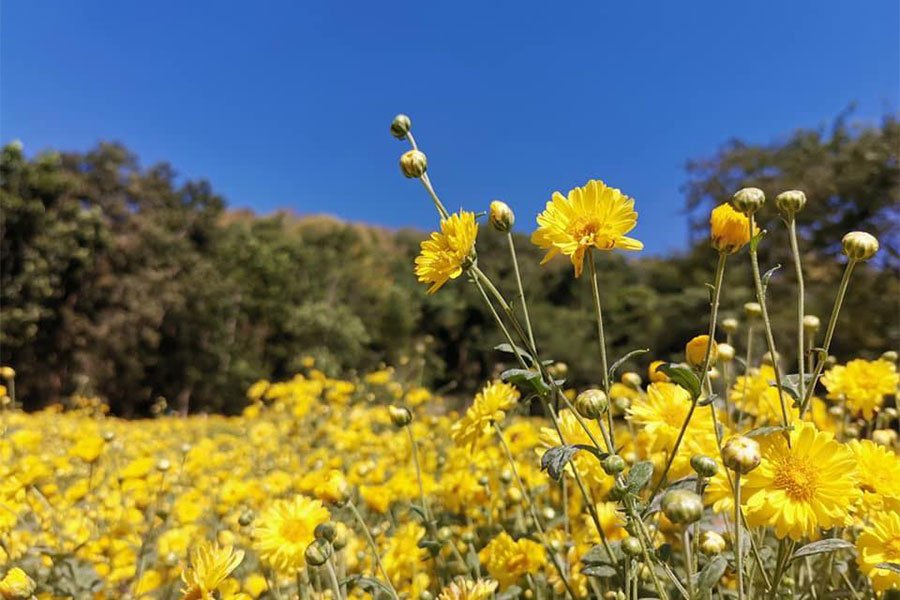 ทุ่งดอกไม้