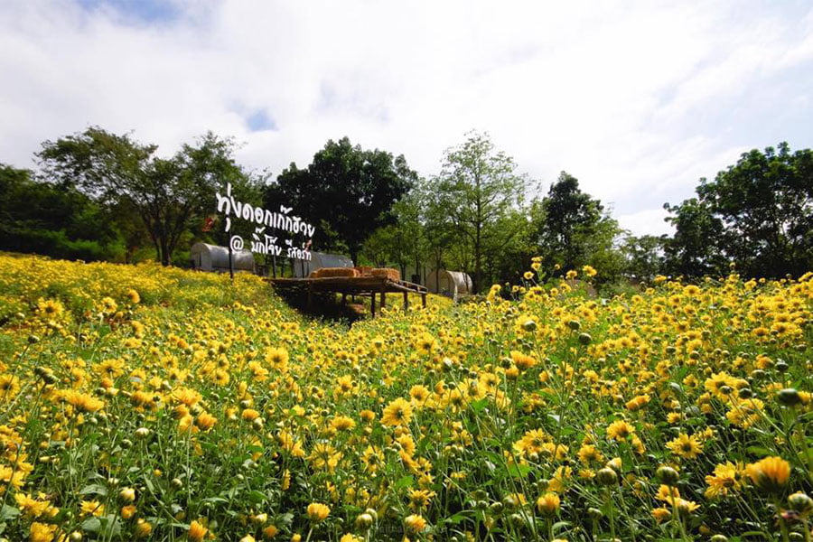 ทุ่งดอกไม้