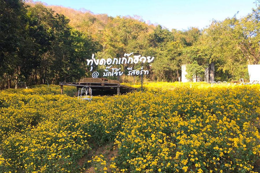 ทุ่งดอกไม้