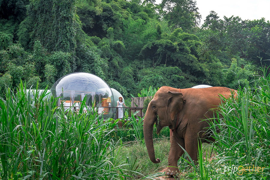 บับเบิ้ลหรูเชียงราย