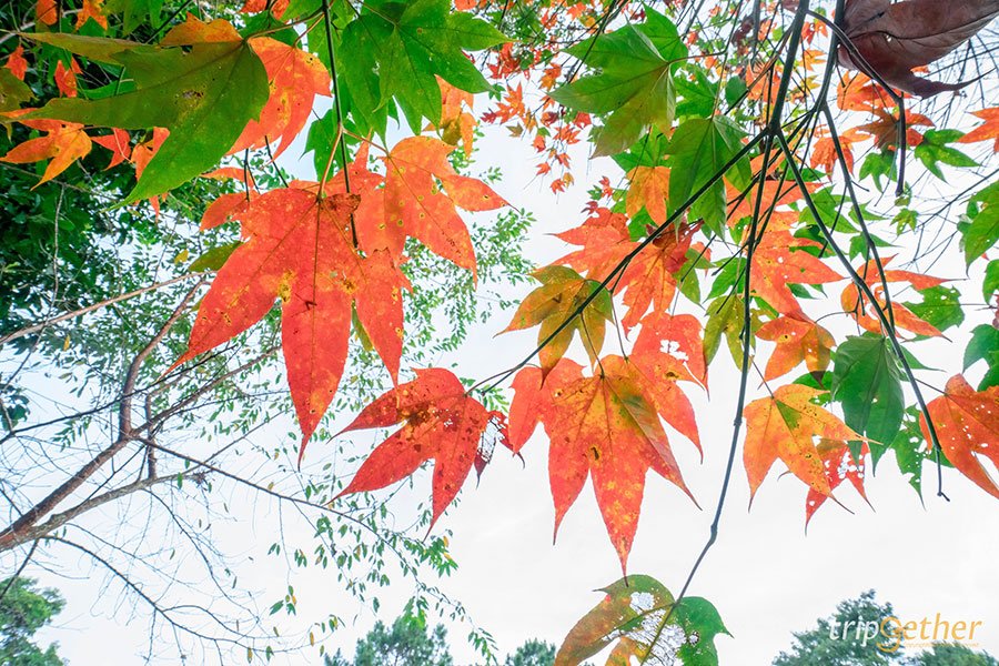 ดอยภูคา