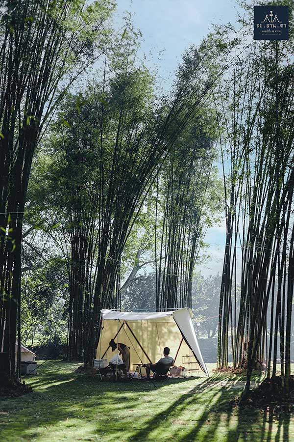 กางเต็นท์กลางป่า