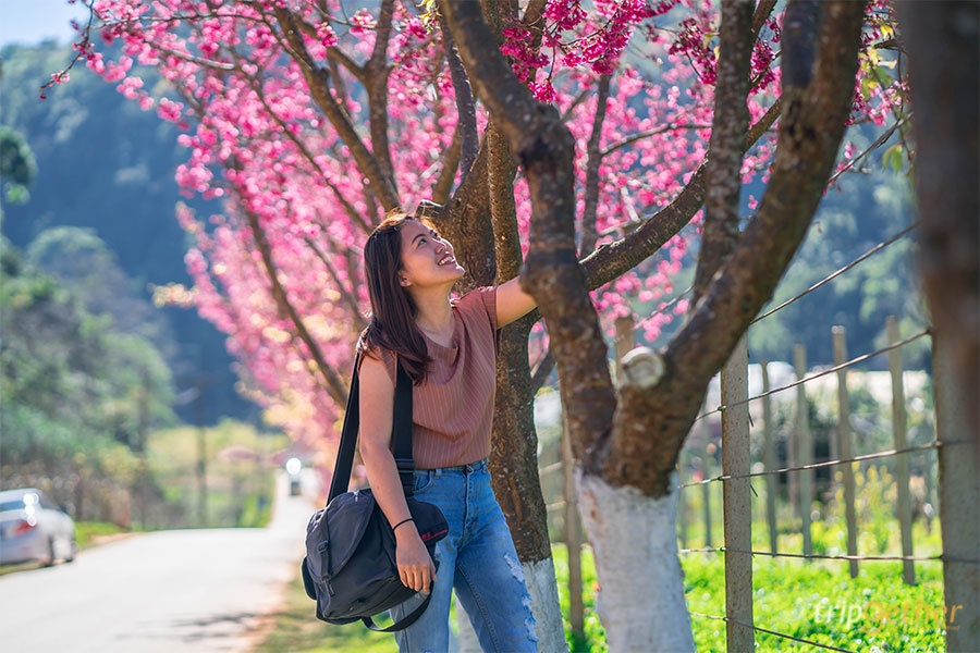 ต้นพญาเสือโคร่ง