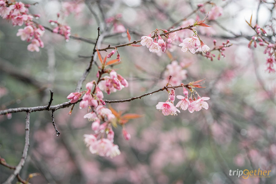 ดอยอ่างขาง