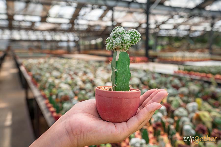 อัปเดต 8 ที่เที่ยวปทุมธานี ตามไปเก็บให้ครบทุกจุดเช็คอิน!