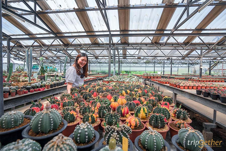 อัปเดต 8 ที่เที่ยวปทุมธานี ตามไปเก็บให้ครบทุกจุดเช็คอิน!