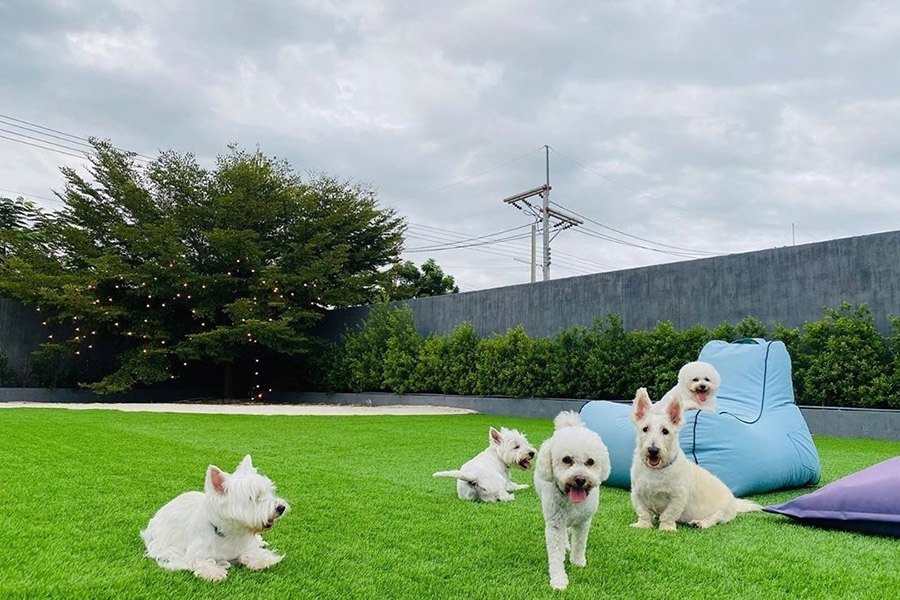 เพ็ตส์ไฮแลนด์ ด็อก เฮ้าส์