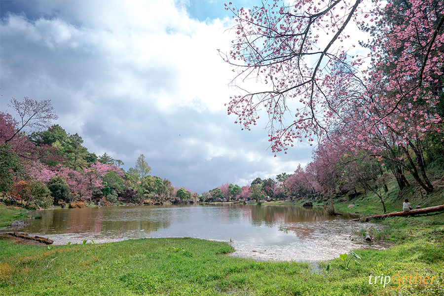 จุดเช็คอินนางพญาเสือโคร่ง