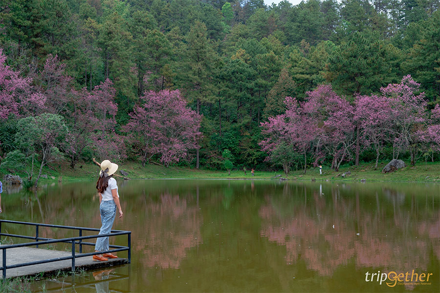 จุดเช็คอินนางพญาเสือโคร่ง