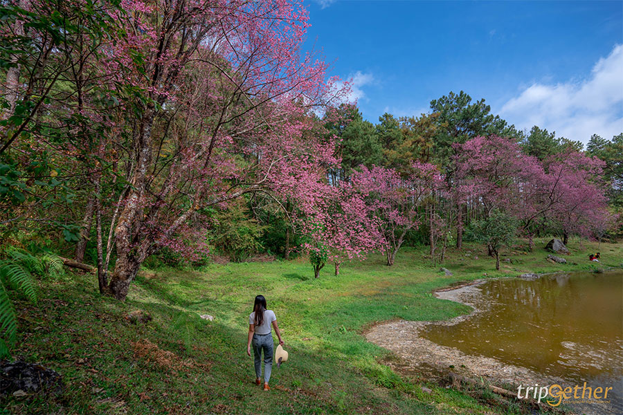 จุดเช็คอินนางพญาเสือโคร่ง