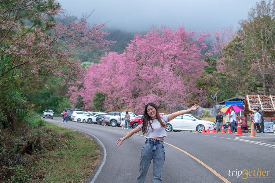 จุดเช็คอินนางพญาเสือโคร่ง