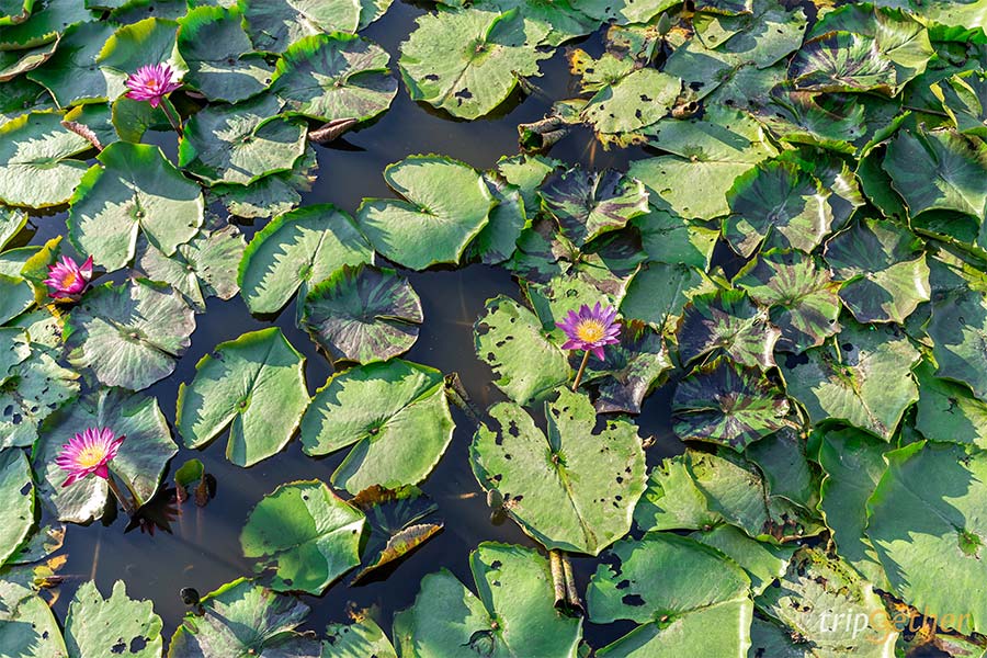 อัปเดต 8 ที่เที่ยวปทุมธานี ตามไปเก็บให้ครบทุกจุดเช็คอิน!