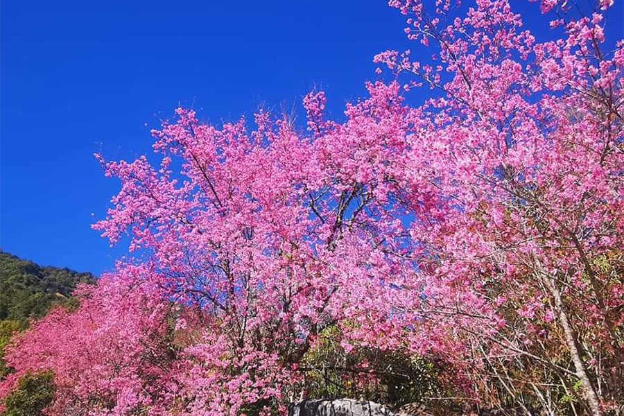 ต้นพญาเสือโคร่ง