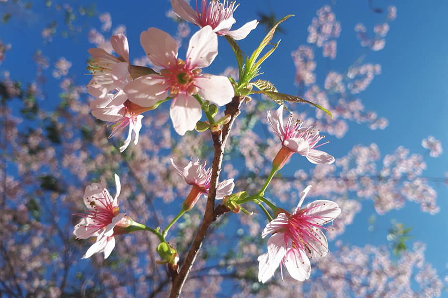 ต้นพญาเสือโคร่ง