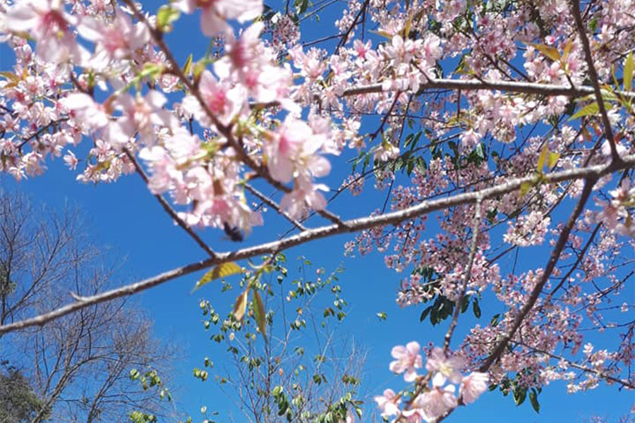 ต้นพญาเสือโคร่ง