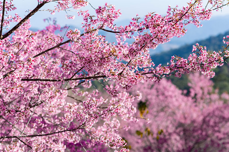 จุดเช็คอินภาคเหนือ