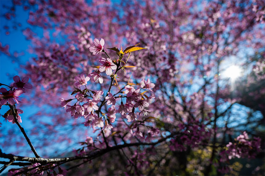จุดเช็คอินภาคเหนือ