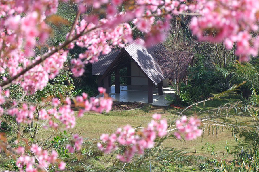 ซากุระเมืองไทย