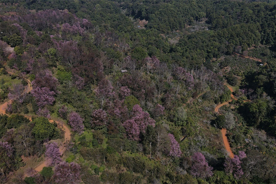 ซากุระเมืองไทย