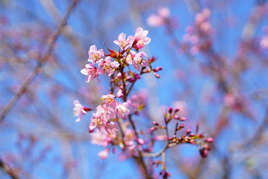 ซากุระเมืองไทย