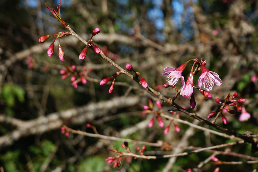 ซากุระเมืองไทย