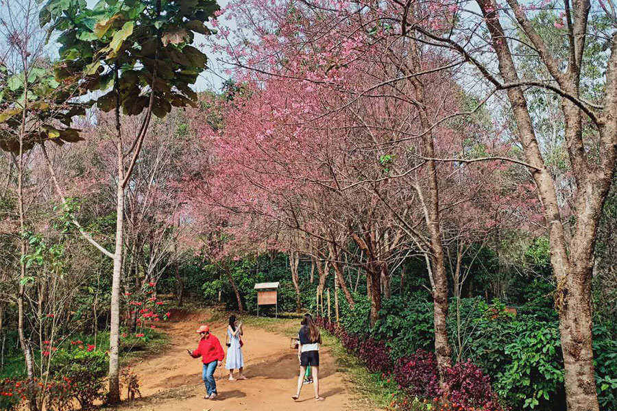 ซากุระเมืองไทย