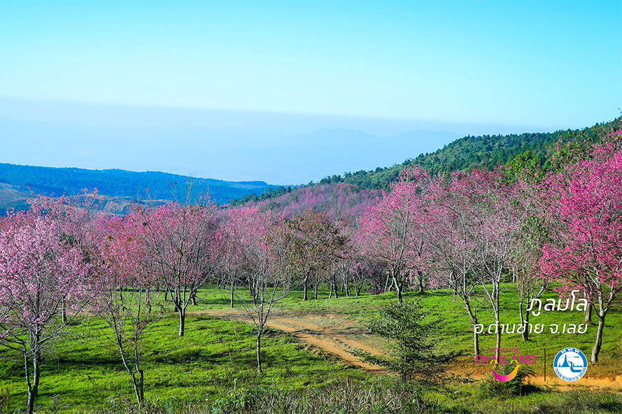 นางพญาเสือโคร่ง