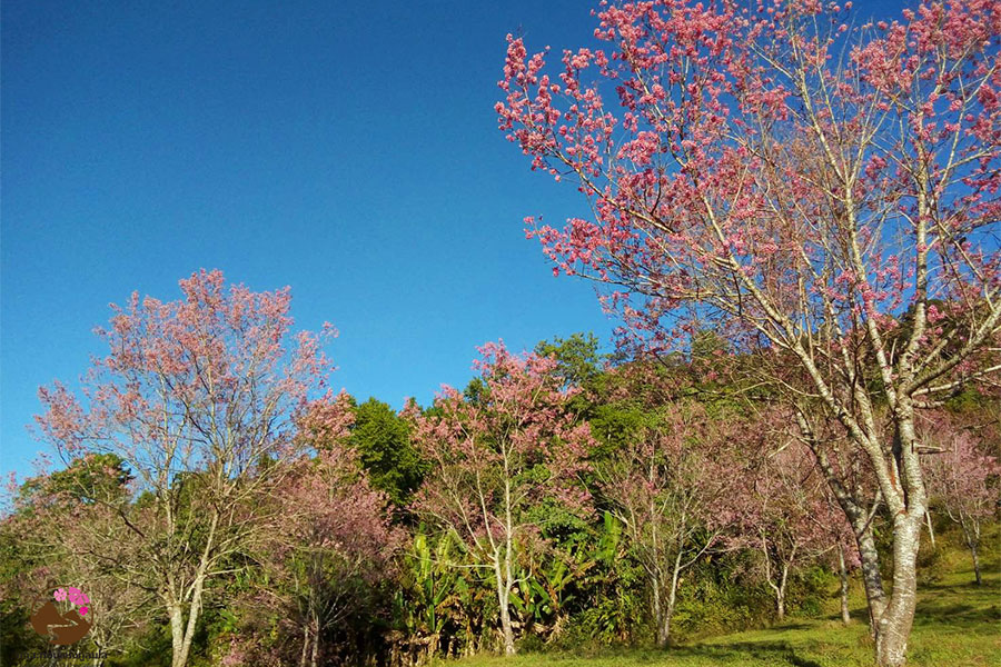 นางพญาเสือโคร่ง