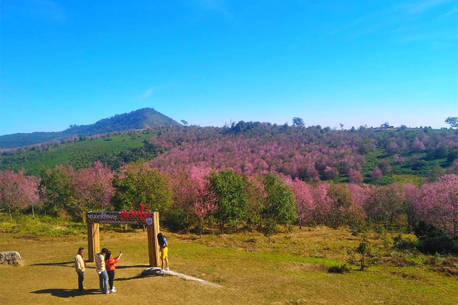 นางพญาเสือโคร่ง