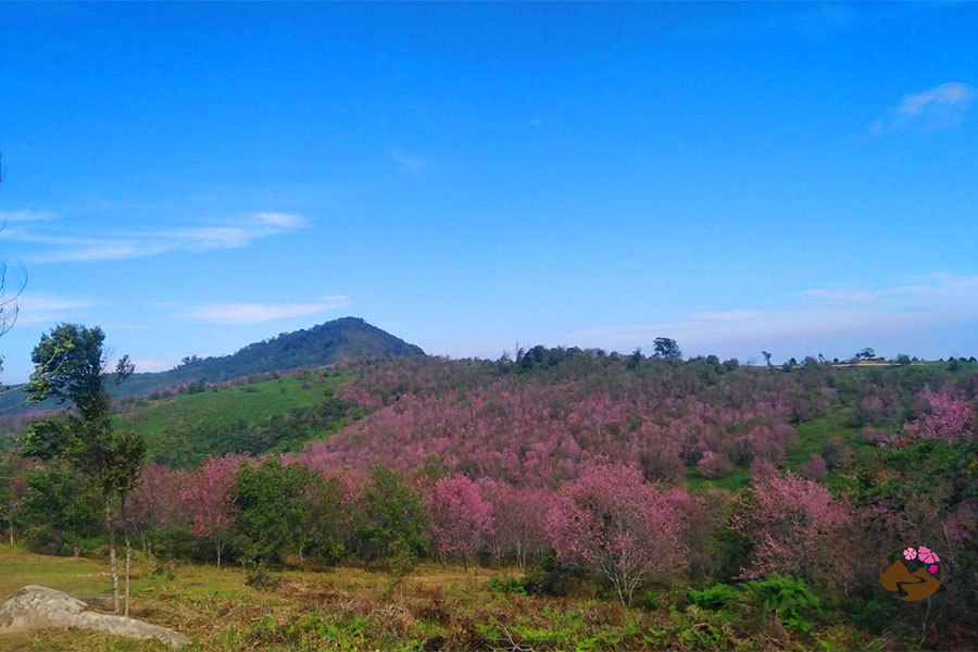 นางพญาเสือโคร่ง