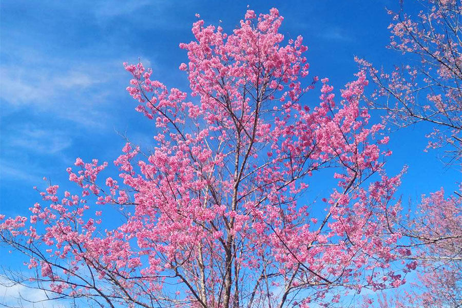 จุดเช็คอินนางพญาเสือโคร่ง