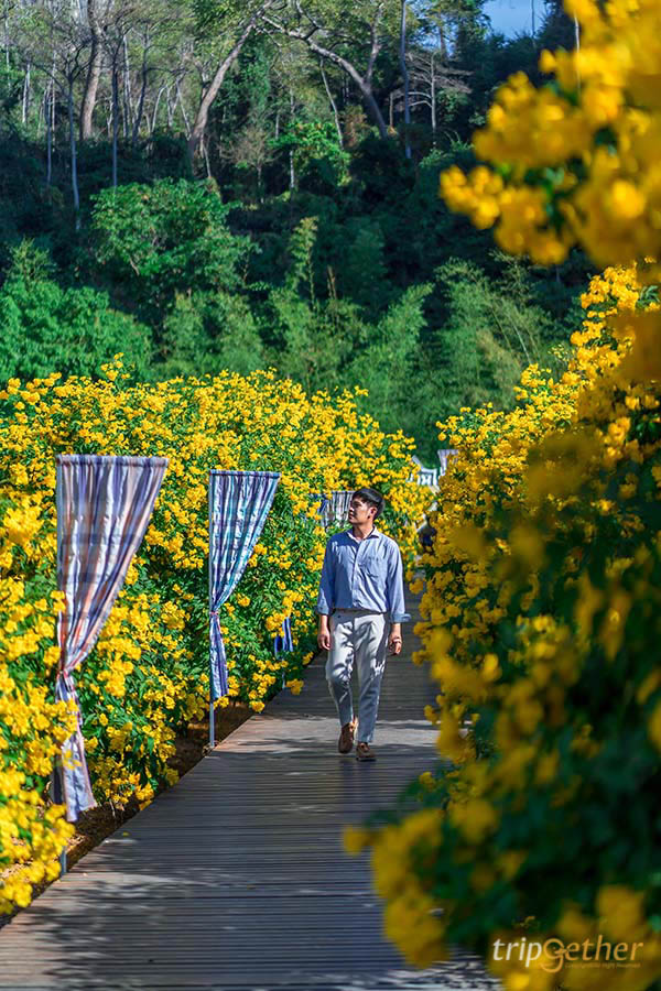 ไร่ดอกทองอุไร