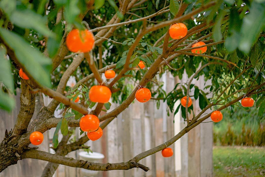 5 สวนส้มเชียงใหม่ แลนด์มาร์คใหม่ ถ่ายรูปสวย