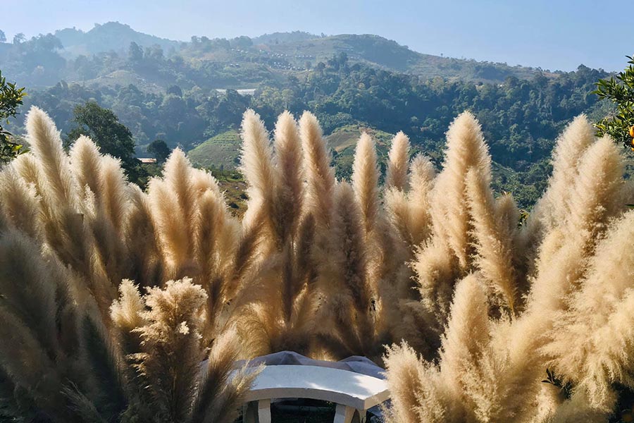 5 สวนส้มเชียงใหม่ แลนด์มาร์คใหม่ ถ่ายรูปสวย