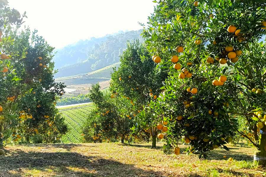 5 สวนส้มเชียงใหม่ แลนด์มาร์คใหม่ ถ่ายรูปสวย