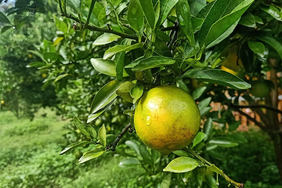 5 สวนส้มเชียงใหม่ แลนด์มาร์คใหม่ ถ่ายรูปสวย